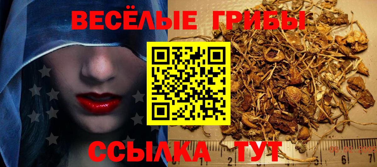 Галлюциногенные грибы Psilocybine cubensis Тихвин